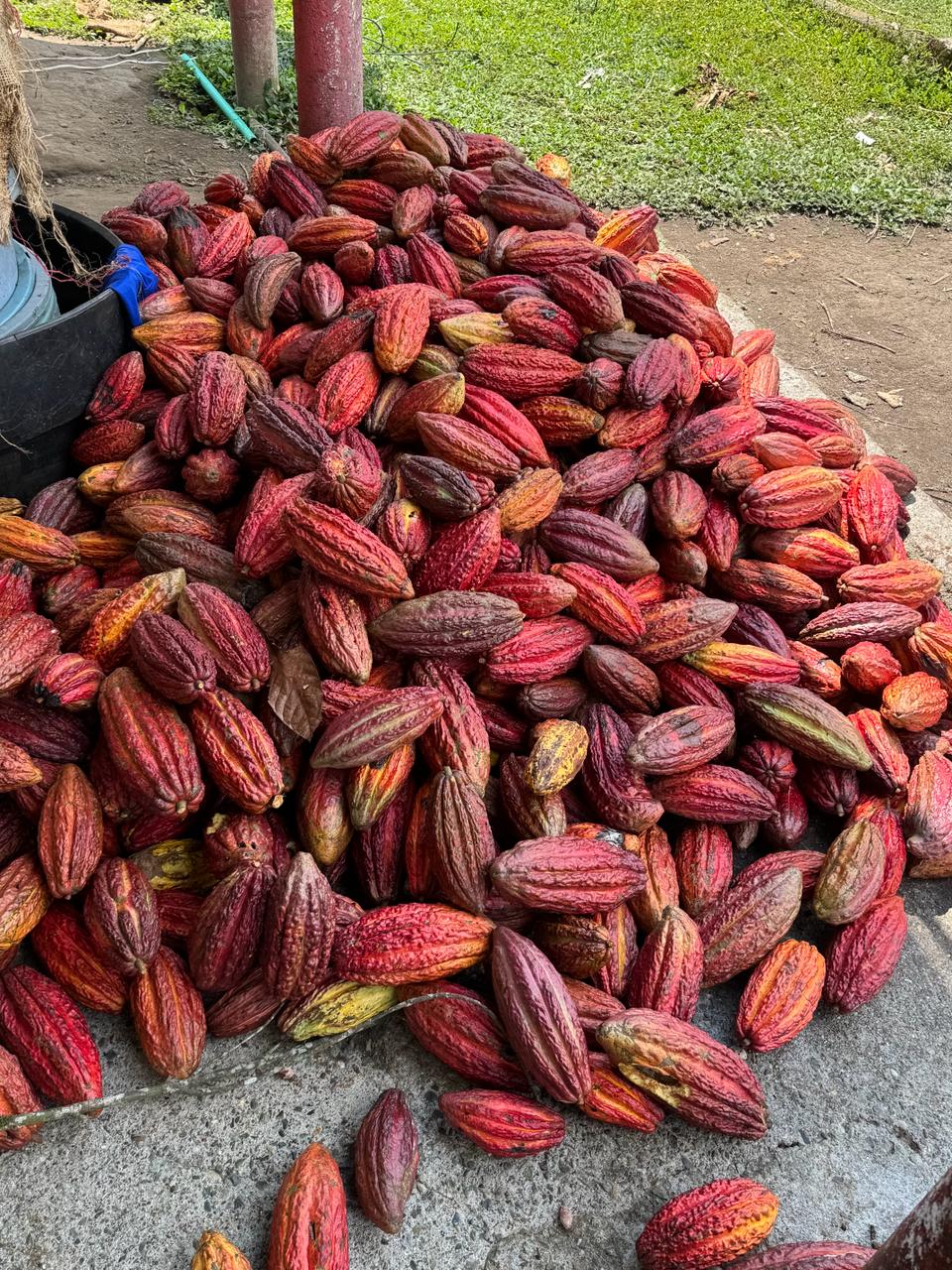 A massive pile of harvested ripe Trinitario cacao pods, deep red and burgundy, fresh from the trees.