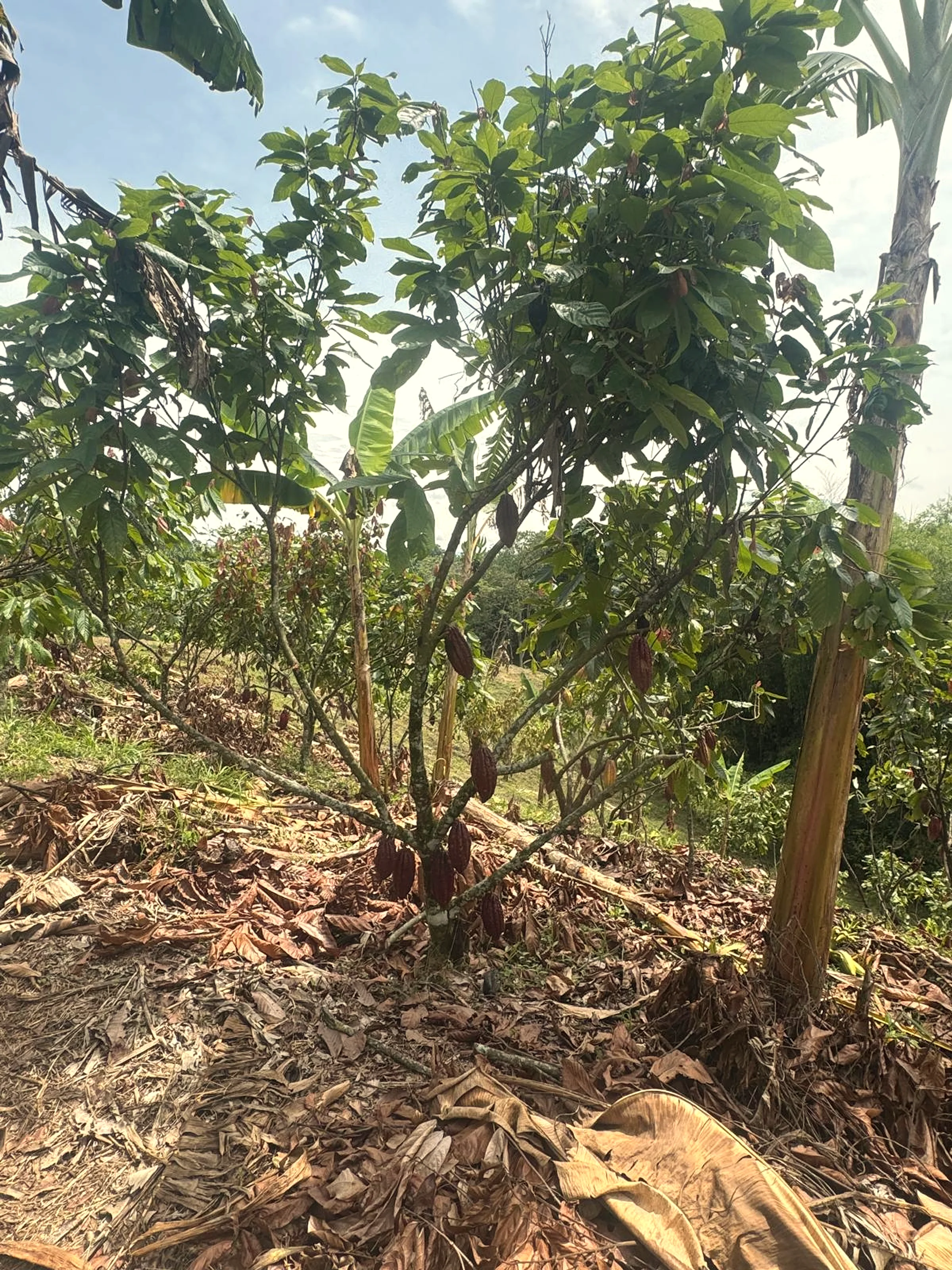 A single Trinitario cacao tree mid-harvest at Finca La Tesalia, pods clustered along the trunk in the dappled understory light.