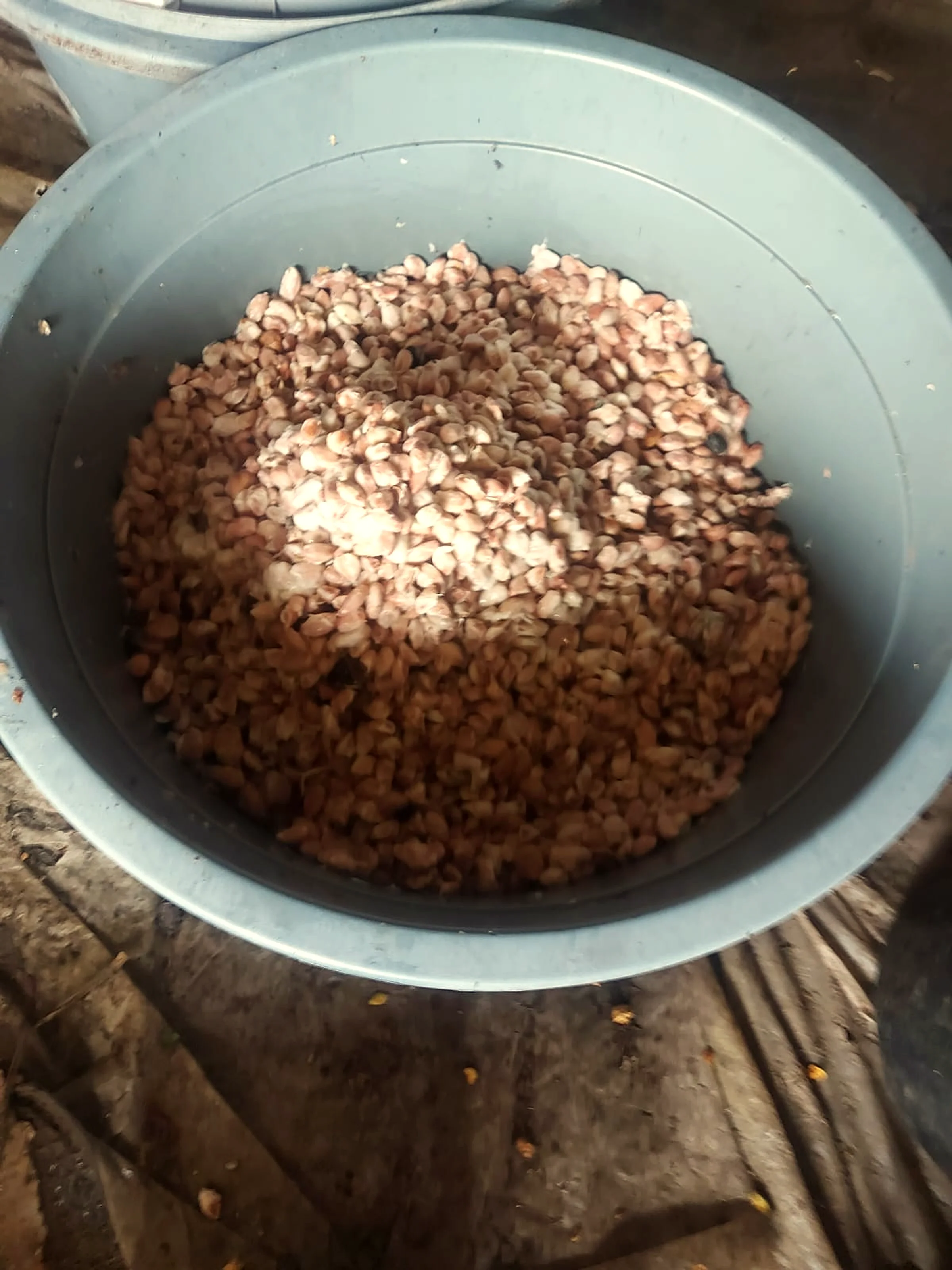 Close-up of glossy wet cacao beans mid-fermentation, coated in pulp, deep red-purple inside the wooden box.
