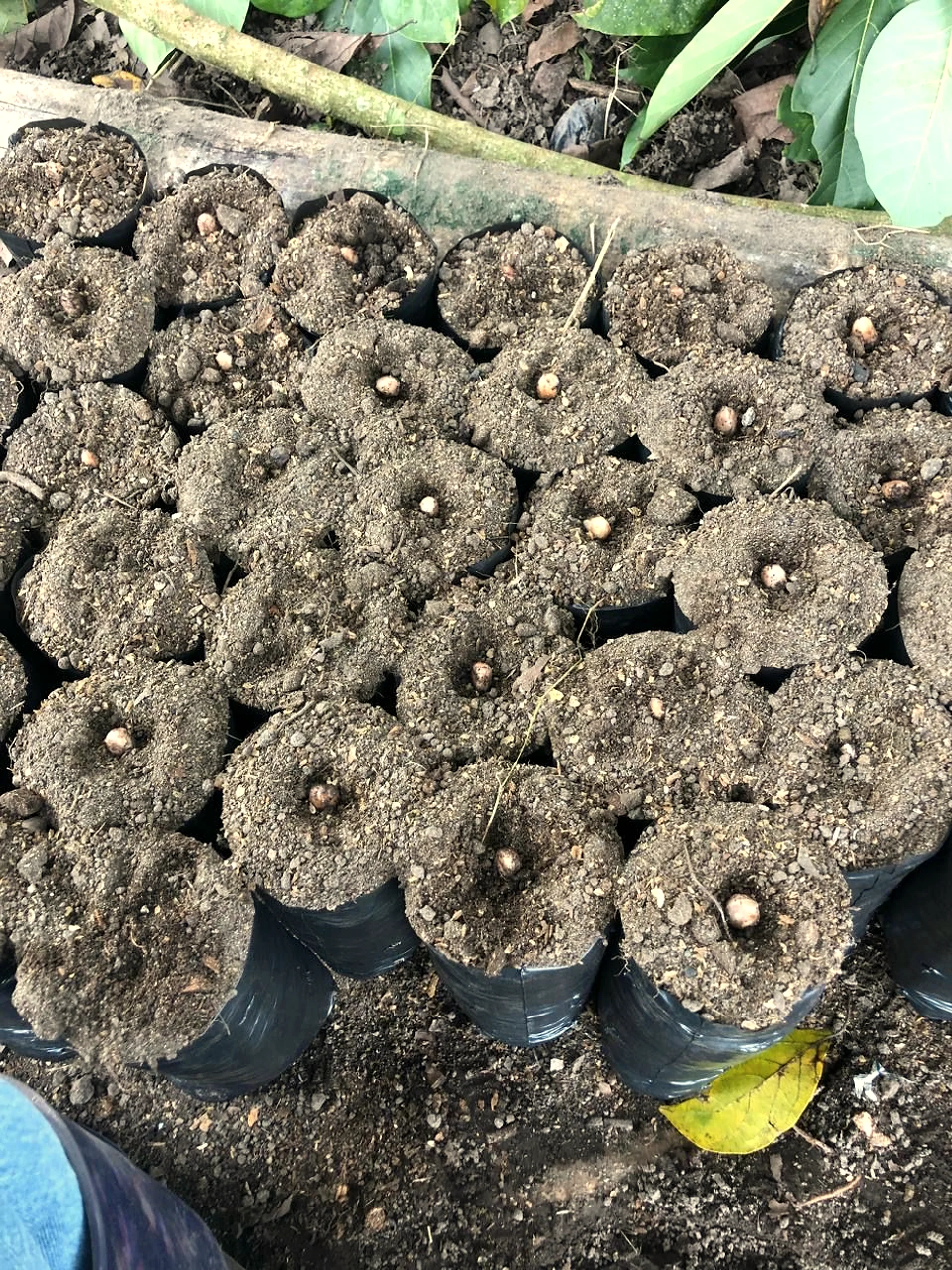 Seedling nursery at Finca La Tesalia — young coffee plants in their first year, lined in shaded rows.